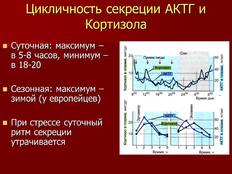 Цикличность секреции АКТГ и Кортизола Суточная: максимум – в 5-8 часов, минимум – в